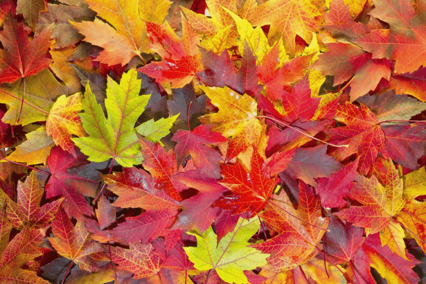 A vibrant close -up of colorful autumn maple leaves in shades of red, orange, and yellow, with a few green leaves interspersed, covering the entire fr