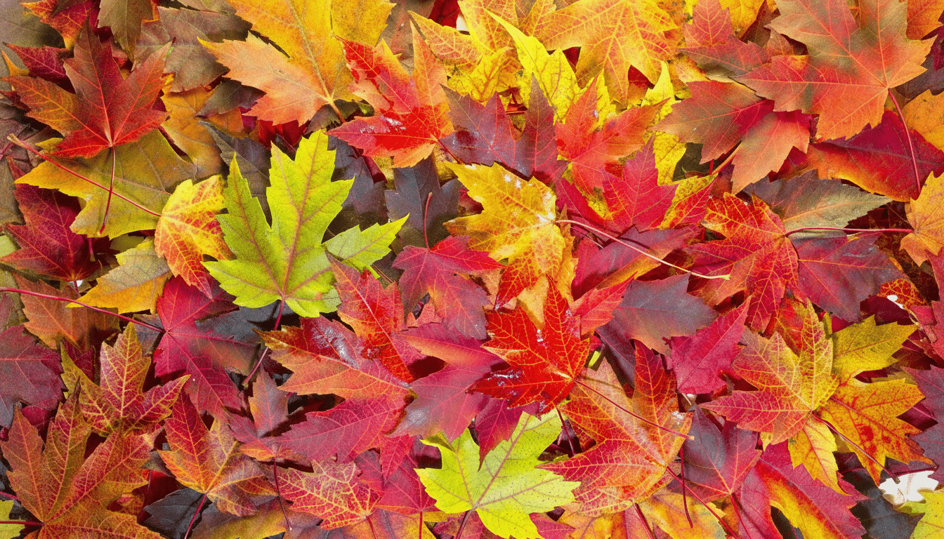 A vibrant close -up of colorful autumn maple leaves in shades of red, orange, and yellow, with a few green leaves interspersed, covering the entire fr