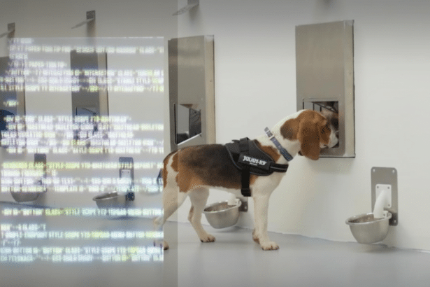 A beagle dog wearing a JUL IUS-K 9 harness sn iffs at a small opening in a metal wall panel , with a food bowl below .