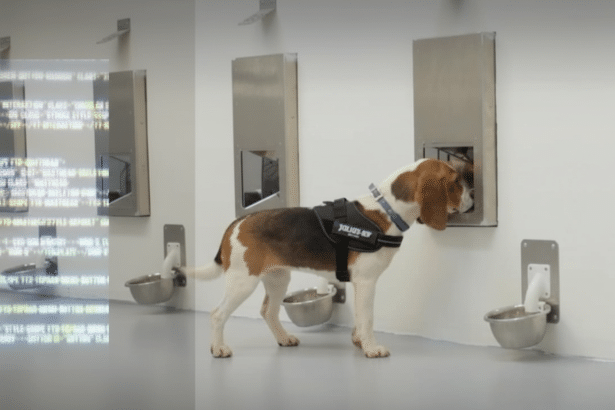 A beagle wearing a JULIUS-K 9 harness sniffing into an opening in a wall , with two similar openings visible, each having a metal bowl below it .