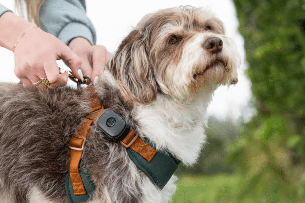 A person ' s hands attaching a leash to a brown and white fluffy dog wearing a dark green and brown harness with a small black device on it .