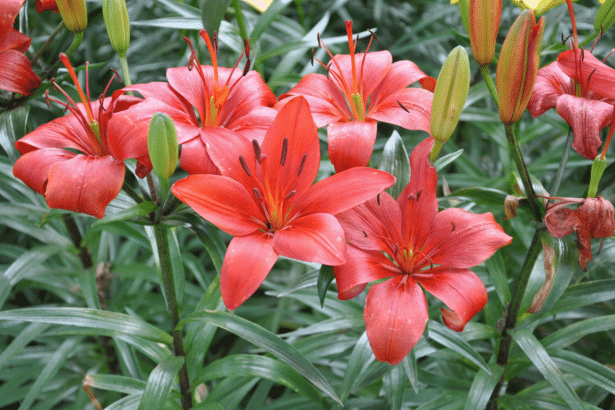 Image for Lilium patents find new life at Archer after auction