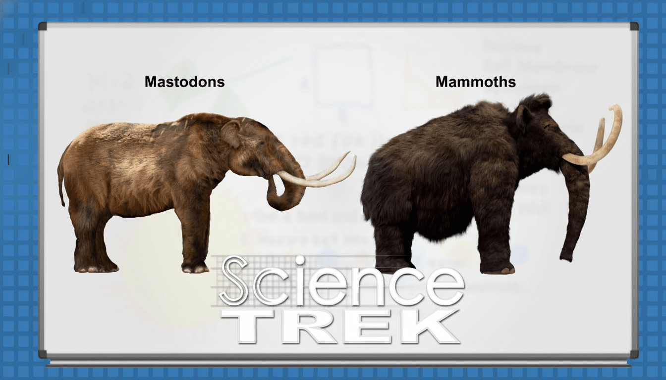 An image from Science Trek comparing a mastodon on the left and a mammoth on the right, both large , extinct prob oscide ans with tusks .