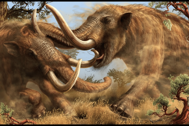 Two wool ly mammoths, one on the left and one on the right, are engaged in a fierce battle, their massive tusks clashing amidst a cloud of dust. The m