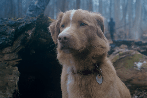 A Nova Scotia Duck Tolling Retriever dog with a white stripe on its head, wearing a red collar with a tag, sitting in a misty forest. A dark, silhouet
