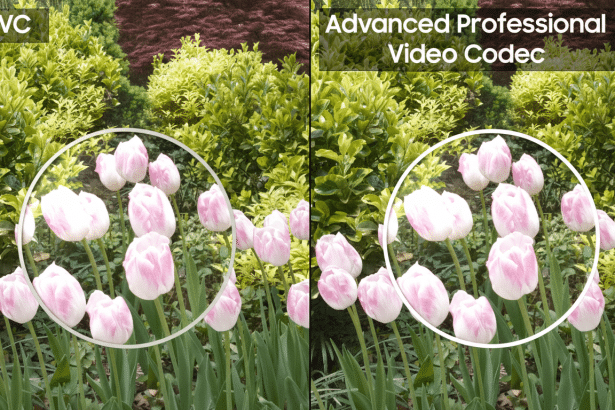 A side-by- side comparison of two images , both showing a bed of light pink and white tulips with green foliage in the background. The left side is labeled HEVC and the right side is labeled Advanced Professional Video Code c. Both sides have a white circular highlight around a cluster of tulips .
