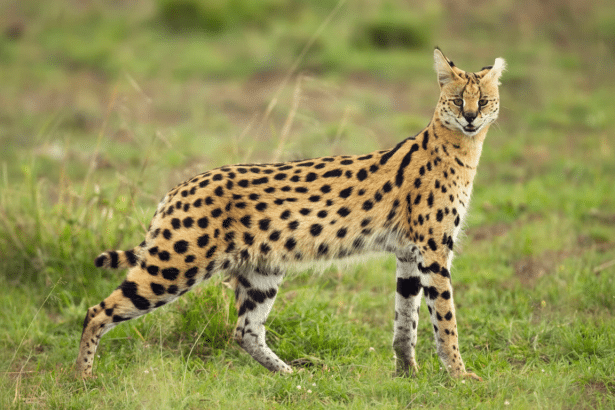 A serv al cat stands in a grassy field, looking towards the viewer .