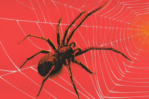 A professional , enhanced image of a spider on a web against a red background, resized to a 16: 9 aspect ratio, maintaining its original style and elements.