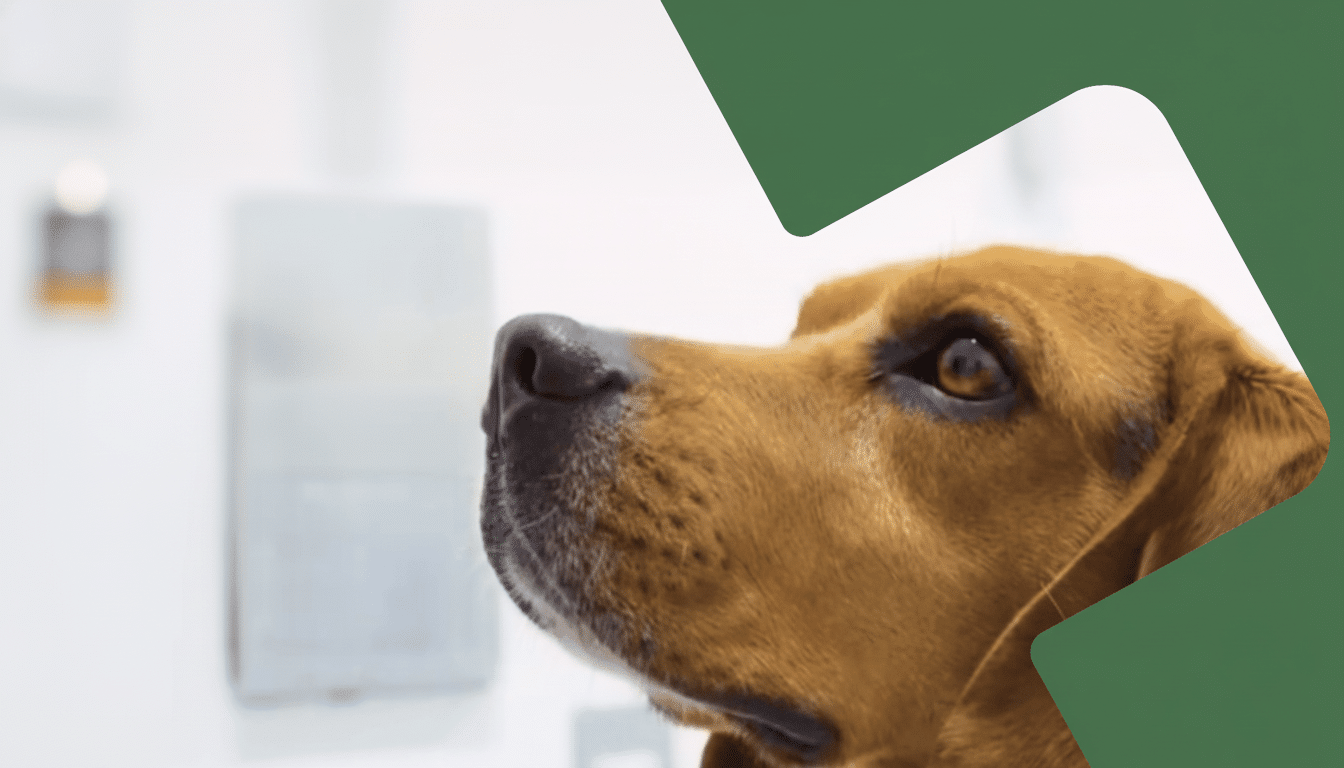 A brown dog with soft fur looks upwards and to the left , its profile highlighted against a white and green patterned background. Filename : brown dogprofile . png