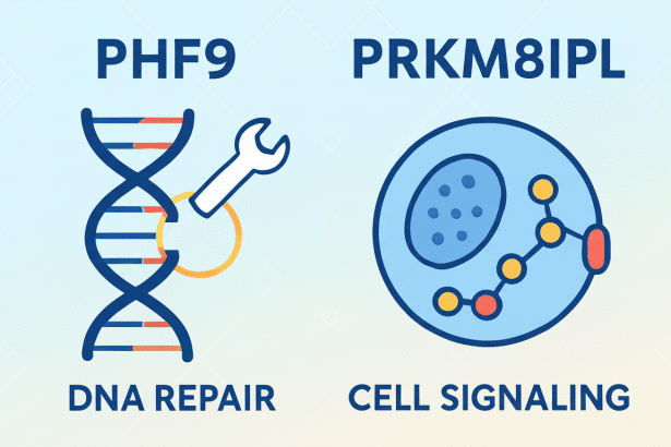 An image showing two scientific concepts : on the left, PHF9 DNA REPAIR with an icon of a DNA double helix being repaired by a wrench, and on the right , PRKM 8IPL CELL SIGNAL ING with an icon of a cell illustrating signaling pathways. The background is a professional flat design with subtle geometric patterns and a soft blue - to-white gradient. Filename : dnarepair cellsign aling1 6 9. png