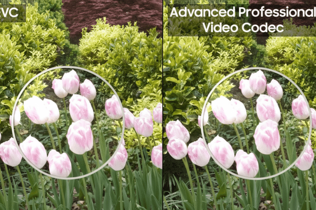 A side-by- side comparison of two images , both showing a bed of light pink and white tulips with green foliage in the background. The left image is labeled HEVC and the right image is labeled Advanced Professional Video Code c, demonstrating a subtle difference in image quality or processing , particularly within a highlighted circular area on both sides. Filename : tulipshe vccodec comparison.png