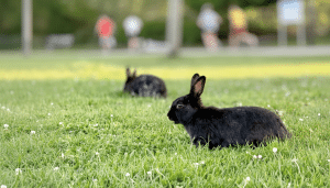Two black rabbits in a grassy field with people blurred in the background, resized to a 16: 9 aspect ratio.