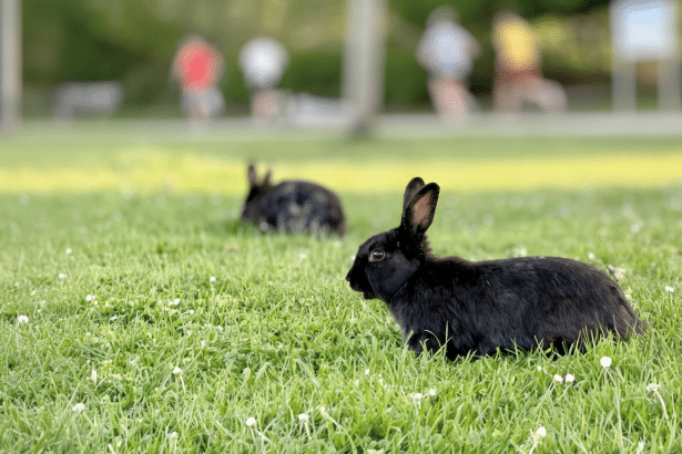 Two black rabbits in a grassy field with people blurred in the background, resized to a 16: 9 aspect ratio.