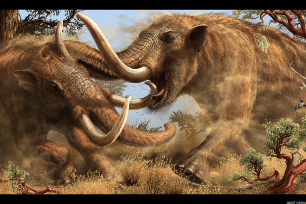 Two woolly mammoths with large tusks are engaged in a dusty confrontation amidst dry grass and trees, with birds flying in the background.