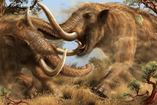Two wool ly mammoths, one on the left and one on the right, are engaged in a dynamic interaction amidst a dusty, grassy landscape with trees and reddi