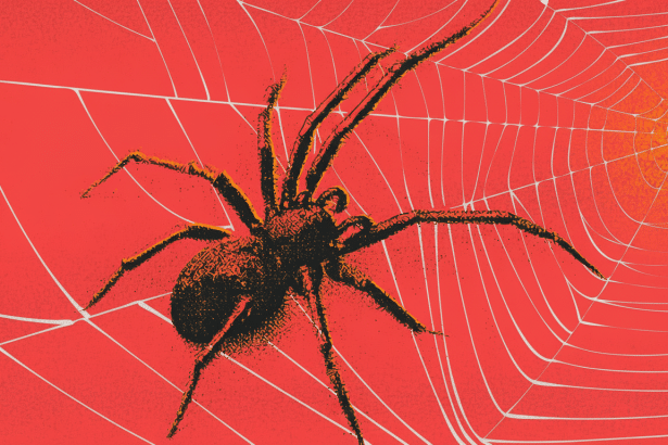 An illustration of a spider on a web against a red background, with a subtle sun- like glow in the u