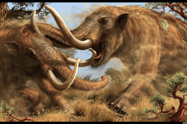 Two woolly mammoths with large tusks are engaged in a dusty confrontation amidst dry grass and sparse trees.