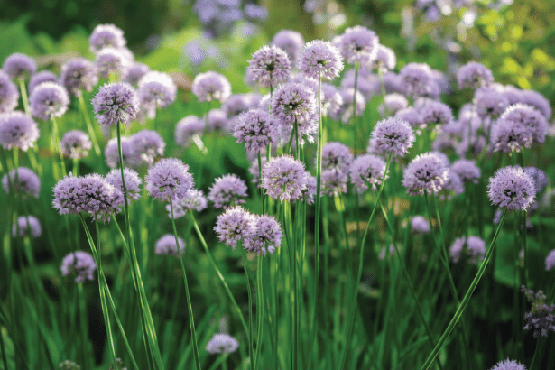 A field of purple allium flowers with green stems in soft focus.