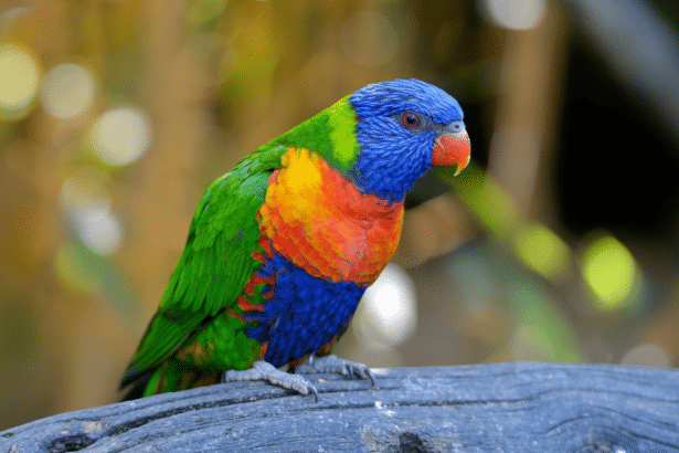 A vibrant rainbow lorike et with blue head , green wings , and orange- red chest, perched on a tree branch with a blurred natural background. Filename : rainbowlor ike et1 69. png