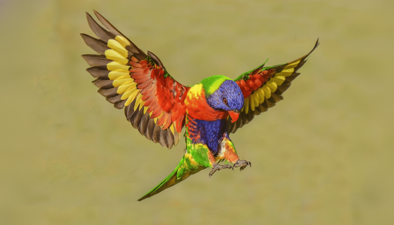 A vibrant rainbow lor ike et parrot with colorful plumage in shades of green, blue , red, and yellow, captured mid -flight with its wings spread against a soft , muted background .