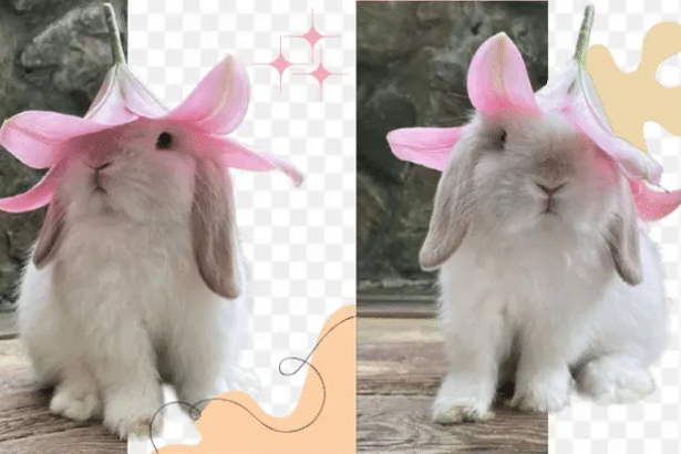 Image 1 of The Fastest Way to Perfect Your Images: AI Background Removal and Upscaling