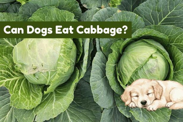 Image 1 of Can Dogs Eat Cabbage? Benefits, Risks, Preparation & More!