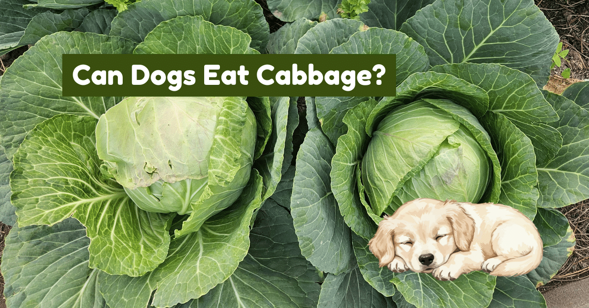 Image 1 of Can Dogs Eat Cabbage? Benefits, Risks, Preparation & More!
