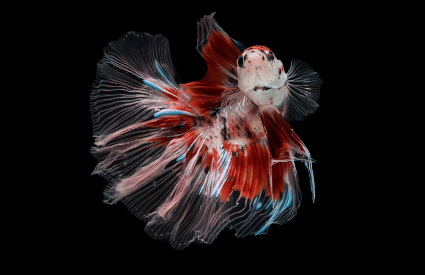 Image 1 of The Unique Betta Fish Elephant Ear: Care Guide, Lifespan, and More