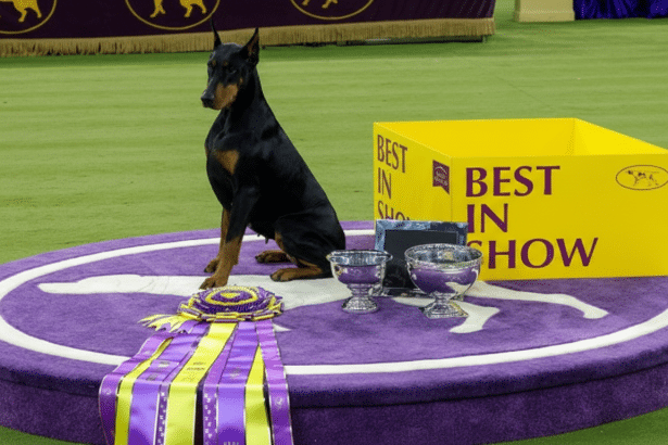 A Doberman Pinscher dog sits on a purple podium with BEST IN SHOW ribbons and trophies, next to a yellow box also labeled BEST IN SHOW, on a green carpet.