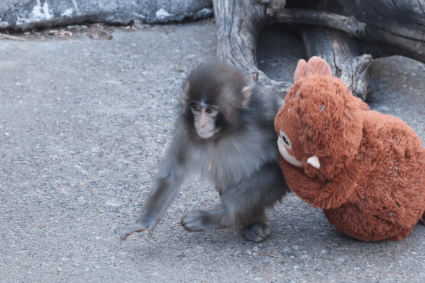 A baby Japanese macaque monkey playing with a brown stuffed animal on a concrete surface.