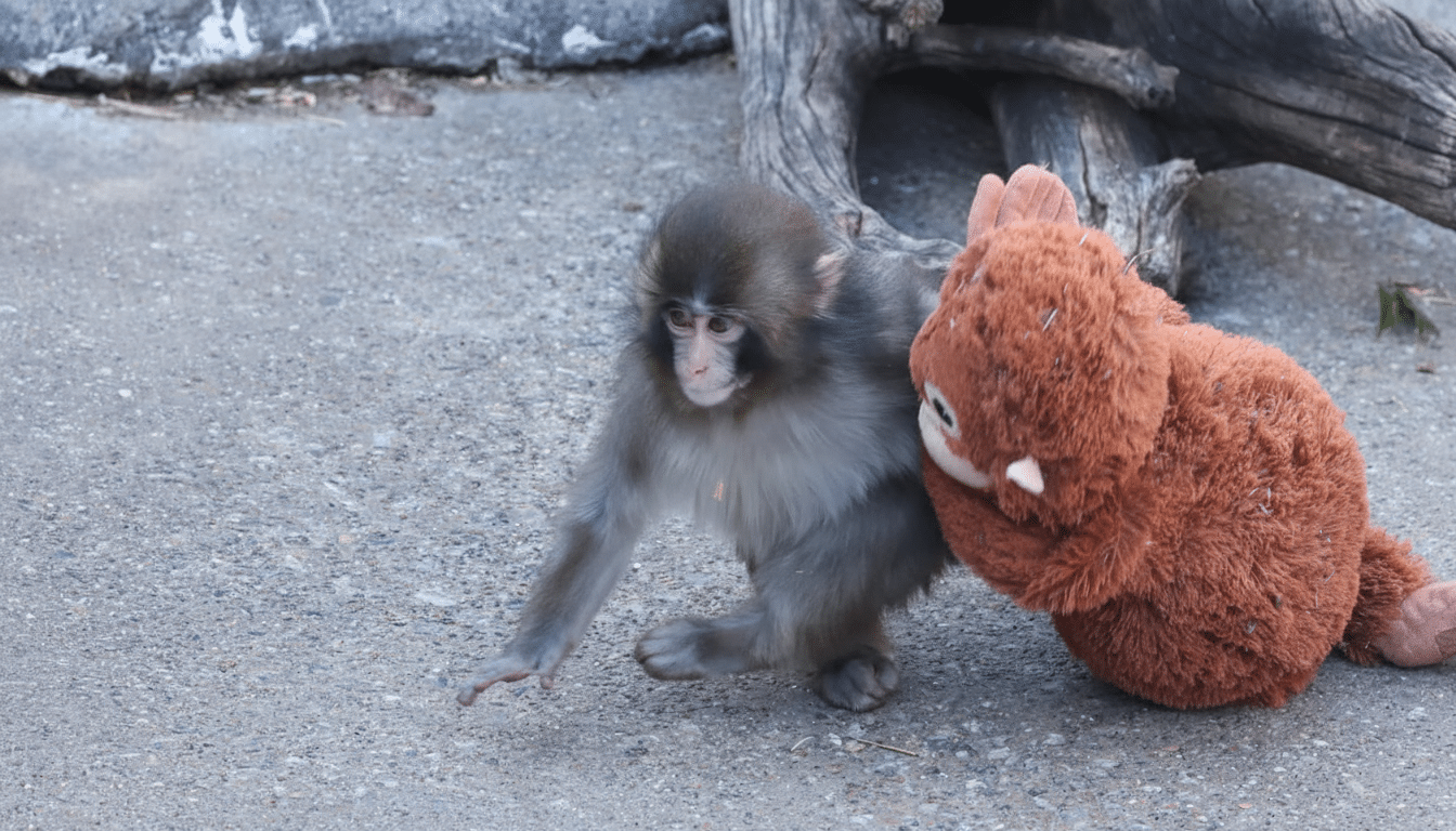 A baby Japanese macaque monkey playing with a brown stuffed animal on a concrete surface.