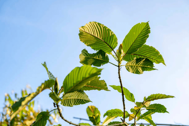 Image 1 of How to Buy Trainwreck Kratom Without Overpaying for Blends