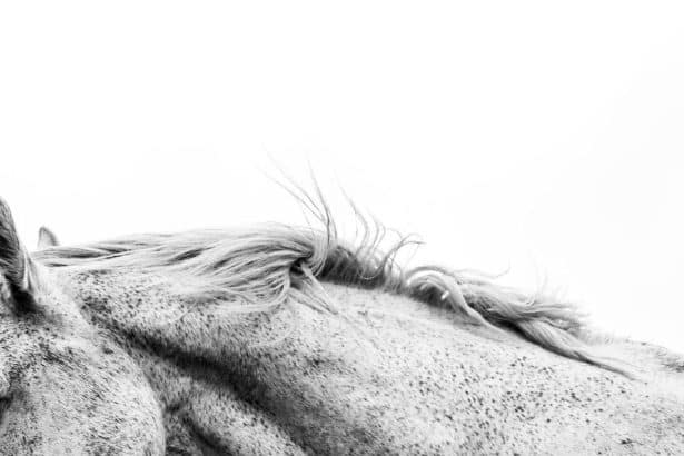 Horse Senses and Communication: What Science Reveals About How Horses Perceive the World