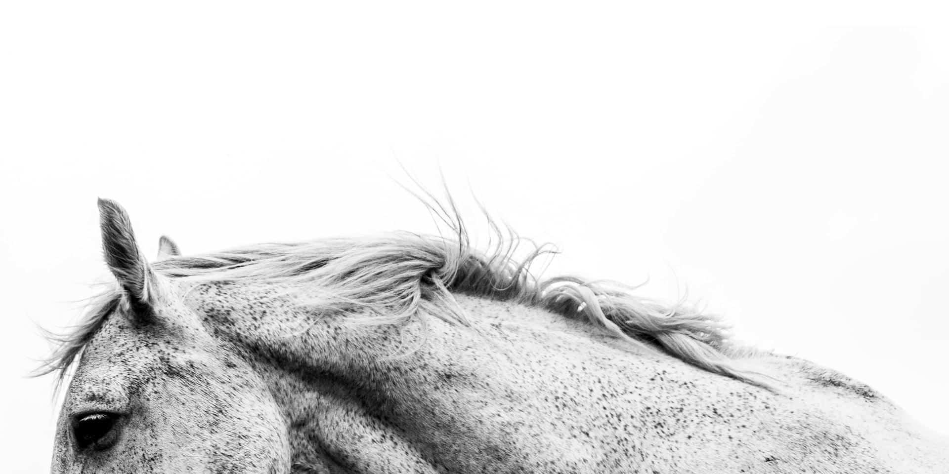 Horse Senses and Communication: What Science Reveals About How Horses Perceive the World