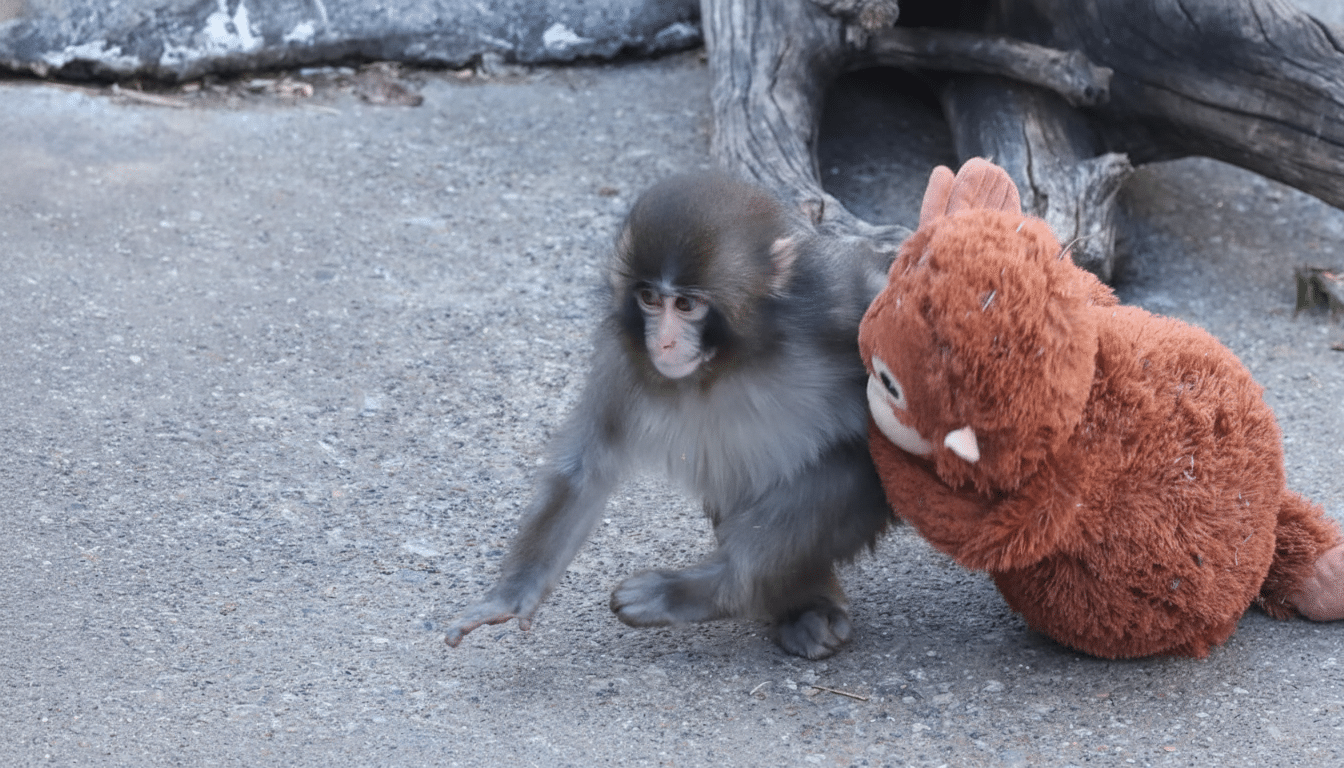A baby Japanese macaque monkey playing with a brown stuffed animal on a concrete surface.