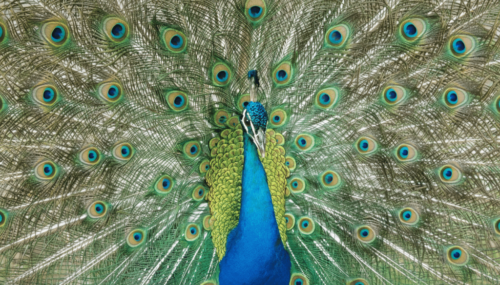 Green Day Opens Super Bowl 2026 How To Watch Live Peacock Edited 1770591693 1024x585 