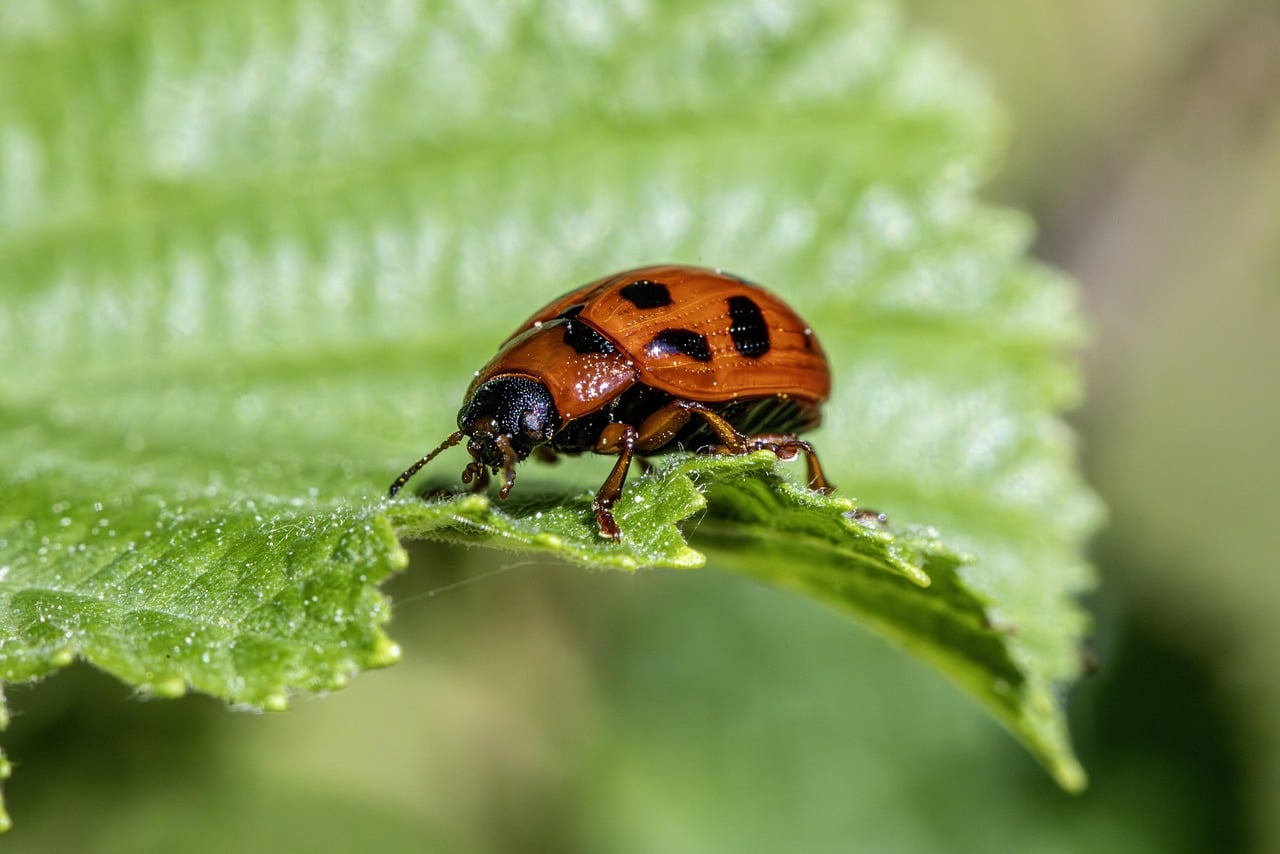 Pest Control Technician Salaries in the U.S.