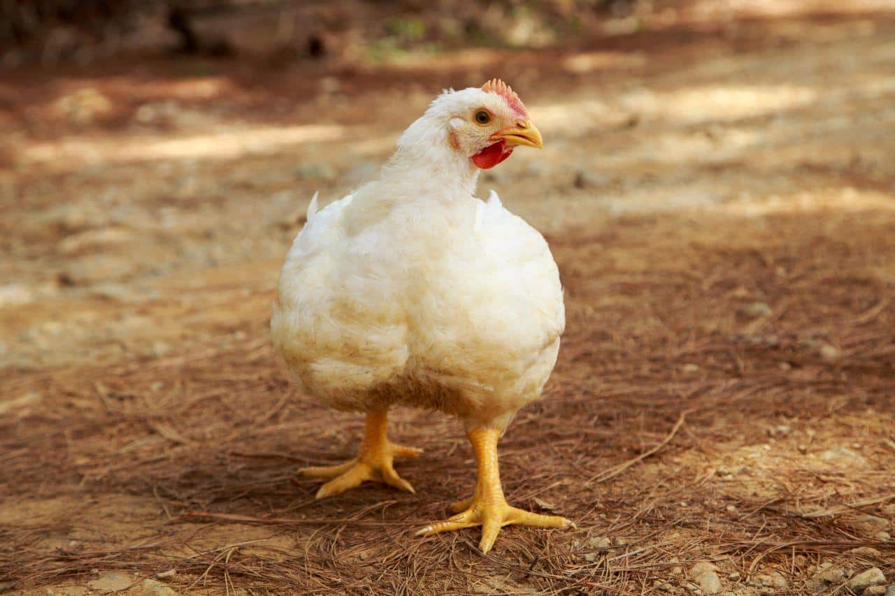 One Day Too Late, One Day Too Early: Why Slaughter Timing Is the Most Expensive Guess in Broiler Production
