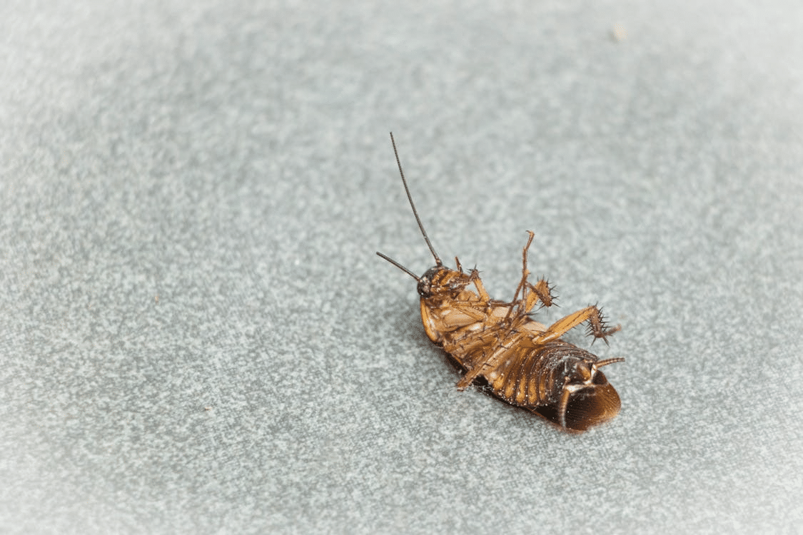 Image 1 of Simple Ways to Keep Pests Out of Your Home Year-Round