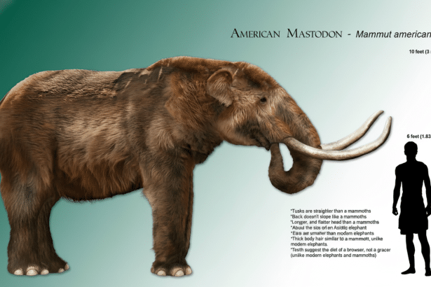 An American Mastodon (Mammut americanum) depicted next to a human silhouette for scale, with text describing its characteristics. The image has been resized to a 16:9 aspect ratio with a gradient background.
