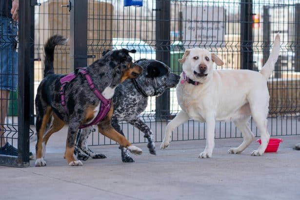 6 Playgroup-Based Boarding Benefits Improving Social Confidence In Dogs