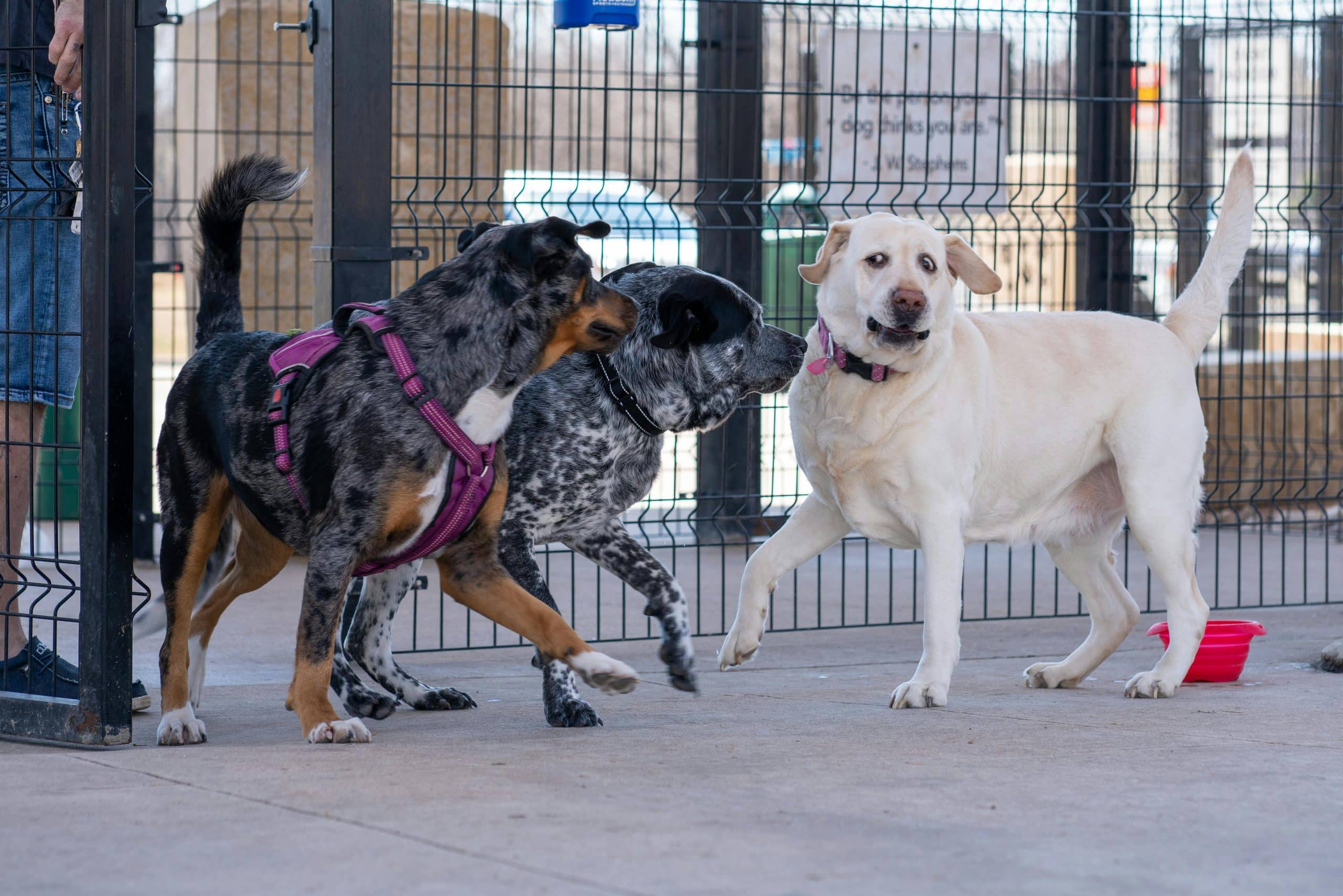 6 Playgroup-Based Boarding Benefits Improving Social Confidence In Dogs