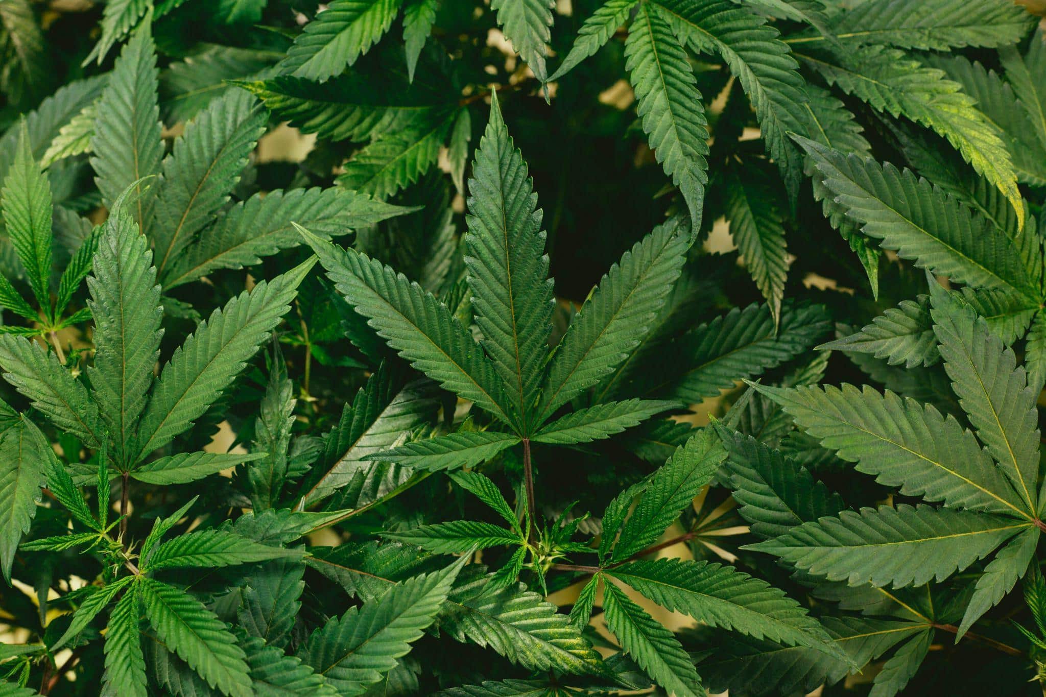 Image 1 of What Buyers Should Know Before Choosing Between Popular Cannabis Compounds