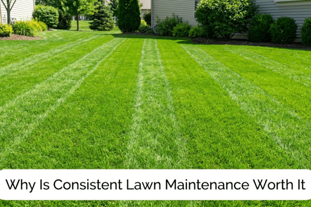 Image 1 of Why Is Consistent Lawn Maintenance Worth It