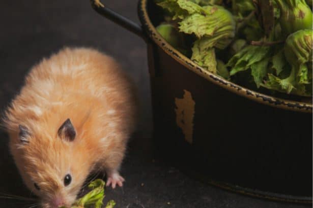 Image 1 of 5 Essential Tips For Rodent Prevention In Your Home