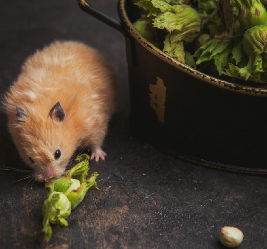Image 1 of 5 Essential Tips For Rodent Prevention In Your Home