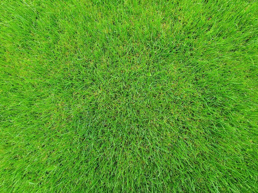 Image 1 of How to Choose the Right Lawn Upgrade When Your Yard Needs a Fresh Start