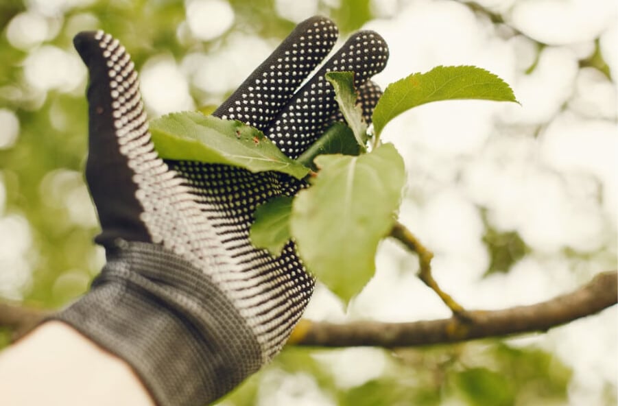 Image 1 of How Professional Tree Care Services Help Keep Your Landscape Healthy